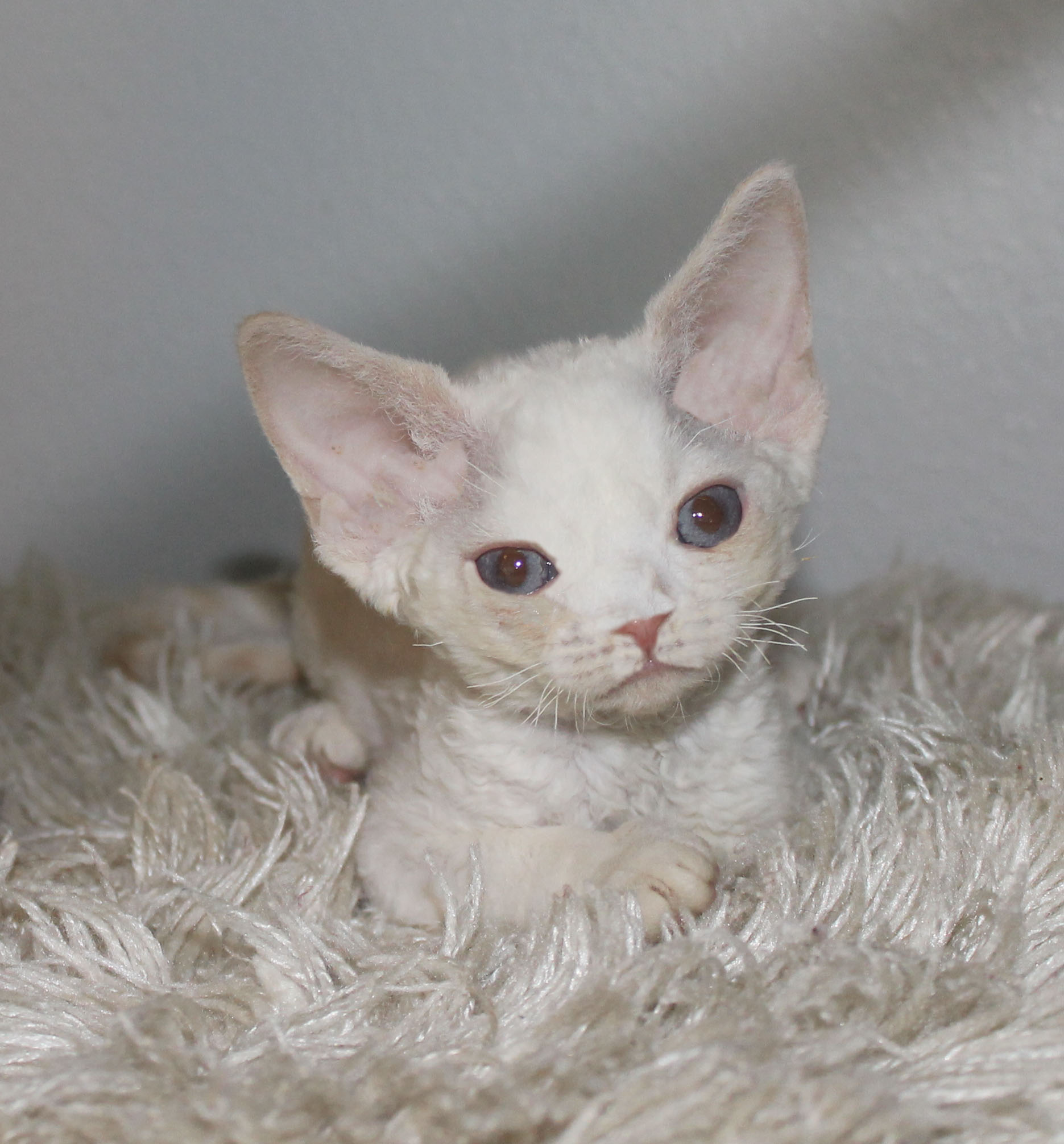 Ruby as a baby